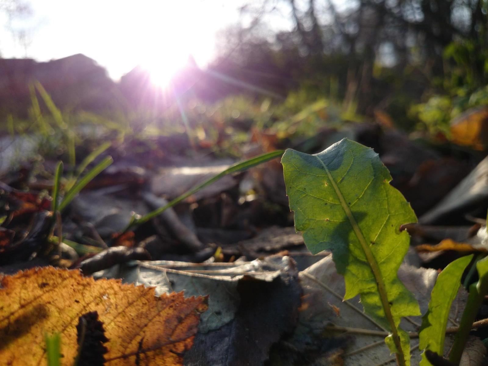 Sony Xperia Z1: megaAndroid