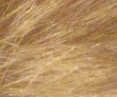 Canon PowerShot A1000 IS: ve stínu předchůdce