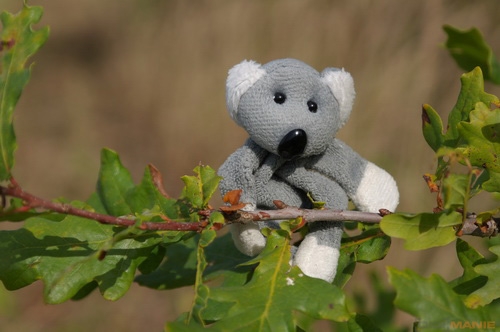 Fotíme s Koalou: Hloubka ostrosti