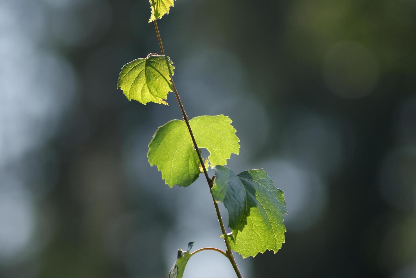 Sony Alpha A230: nejlevnější z nového trojlístku