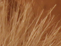 Canon EOS 600D: pokračování rodové linie