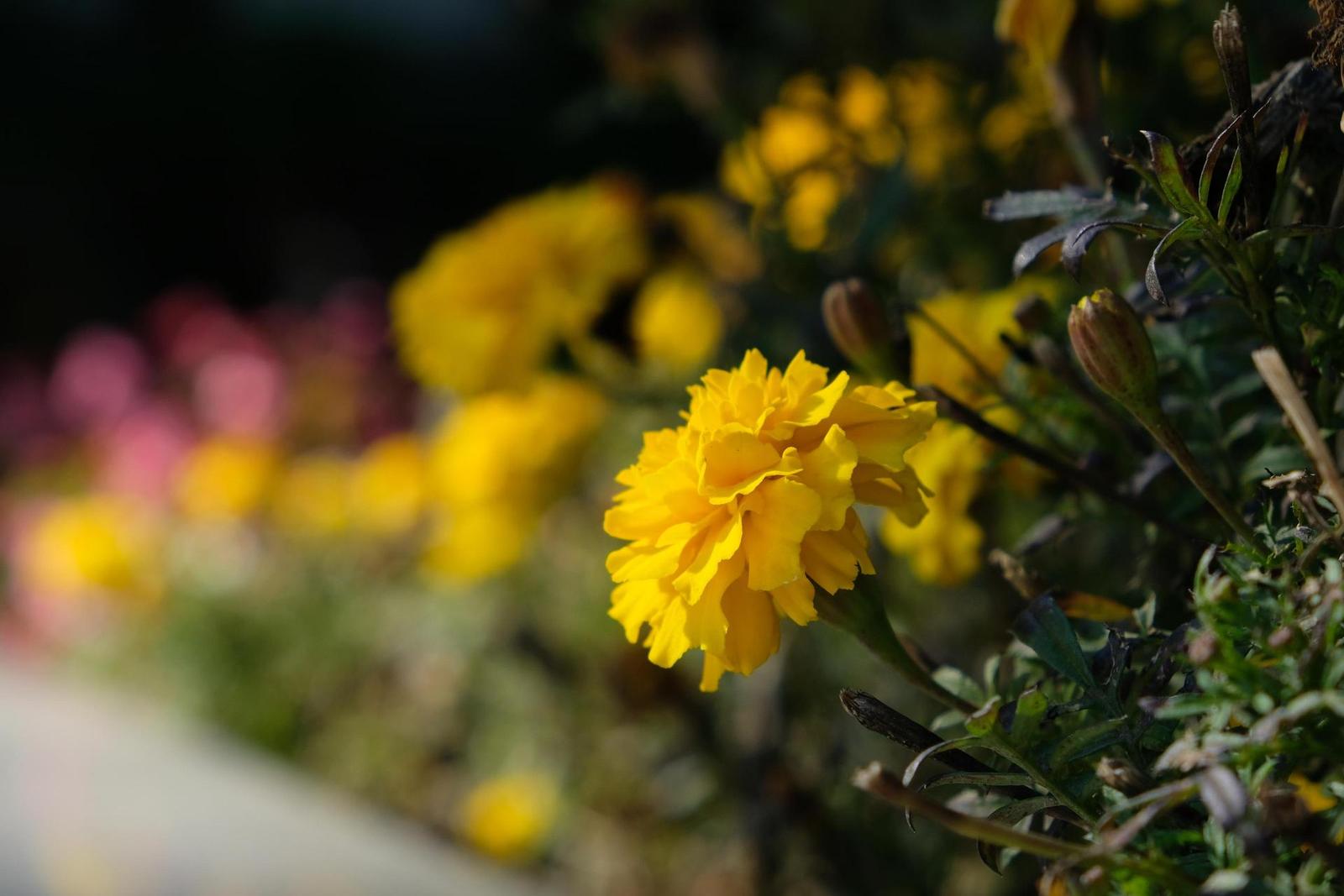 Fujifilm X-T20: zatraceně dobře fotící APS-C