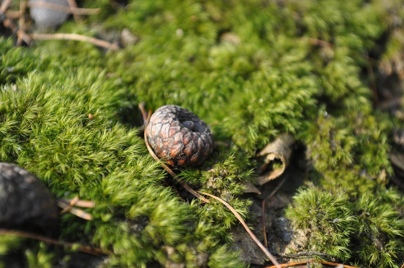 Raynox DCR-150: kvalitní makro levně