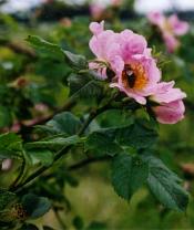 Úpravy digitální fotografie IV: Práce s křivkami