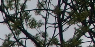 Olympus Stylus XZ-2: jednoduše skvělý