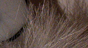 Panasonic Lumix LX100: pozoruhodný profi kompakt