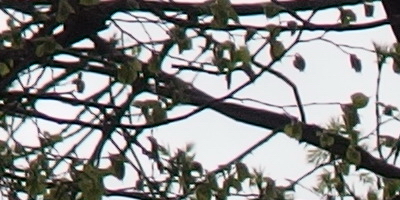 Olympus Stylus XZ-2: jednoduše skvělý