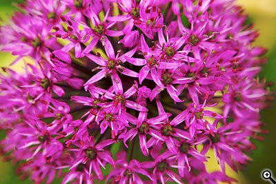 Tipy a triky nejen pro začátečníky, díl 12. - Fotografujeme květiny