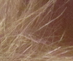 Canon IXUS 200 IS: poprvé dotykově