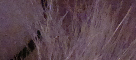 Nokia Lumia 1020 vs. 808 PureView