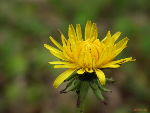 Fujifilm FinePix HS10: ultrazoom roku?