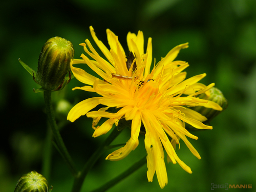 Pentax X70: neobyčejně univerzální kliďas