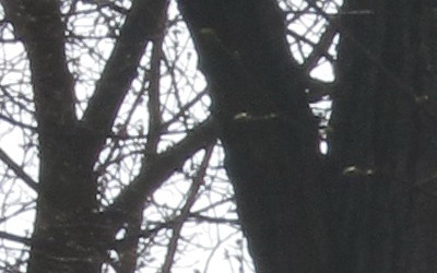 Canon PowerShot SX130 IS: levný všeuměl