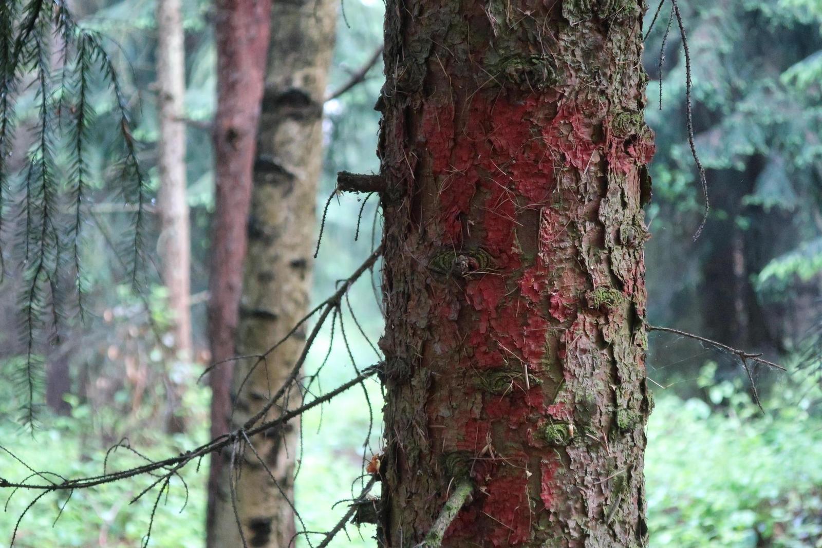 Canon PowerShot G9 X Mark II: kapesní borec