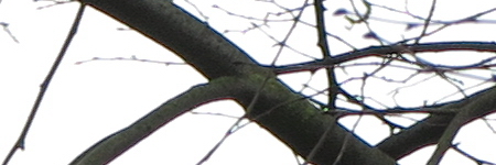 Canon PowerShot G1 X Mark II: významné zlepšení