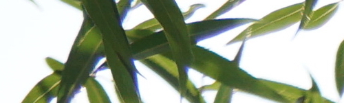 Sony E 55-210mm F4.5-6.3 OSS (SEL55210)