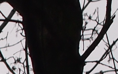 Olympus M.Zuiko Digital 45mm 1:1.8