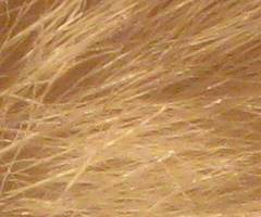 Canon PowerShot A1000 IS: ve stínu předchůdce