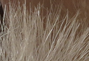 Canon PowerShot G15: lépe už to (asi) nepůjde