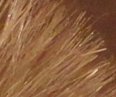 Sony SLT-A33: přesvědčivý revolucionář