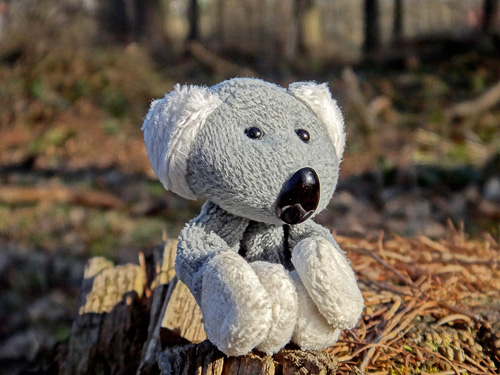 Fotíme s Koalou: Základy kompozice