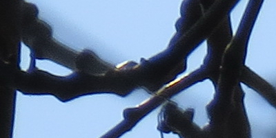 Canon PowerShot SX50 HS: překvapivá kombinace