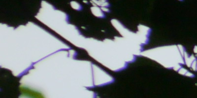 Panasonic Lumix G Vario 100-300mm F4-5,6