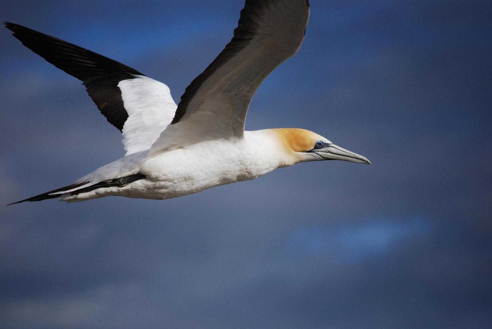 Nikon D40X: v malém těle