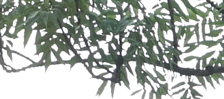 Olympus OM G.Zuiko 50mm f/1.4 "silver-nose"