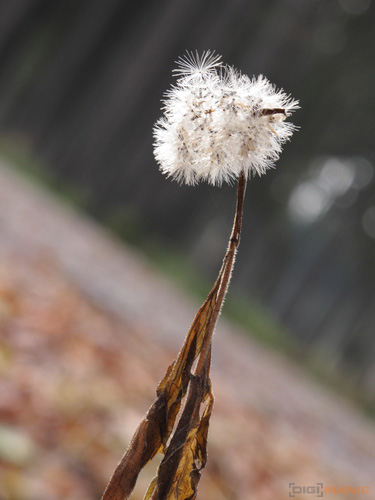 Canon PowerShot G11: géčko, o jakém jsme snili