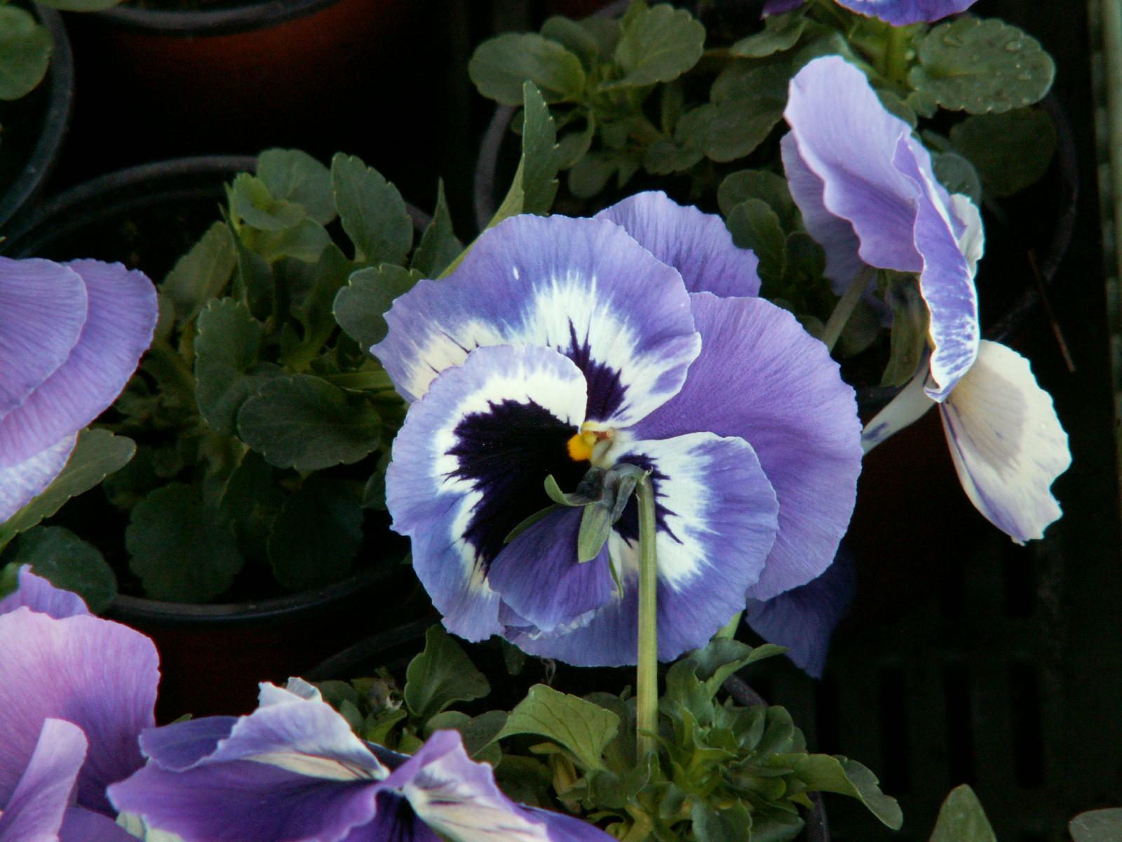 DiMAGE Z5: stabilních pět milionů