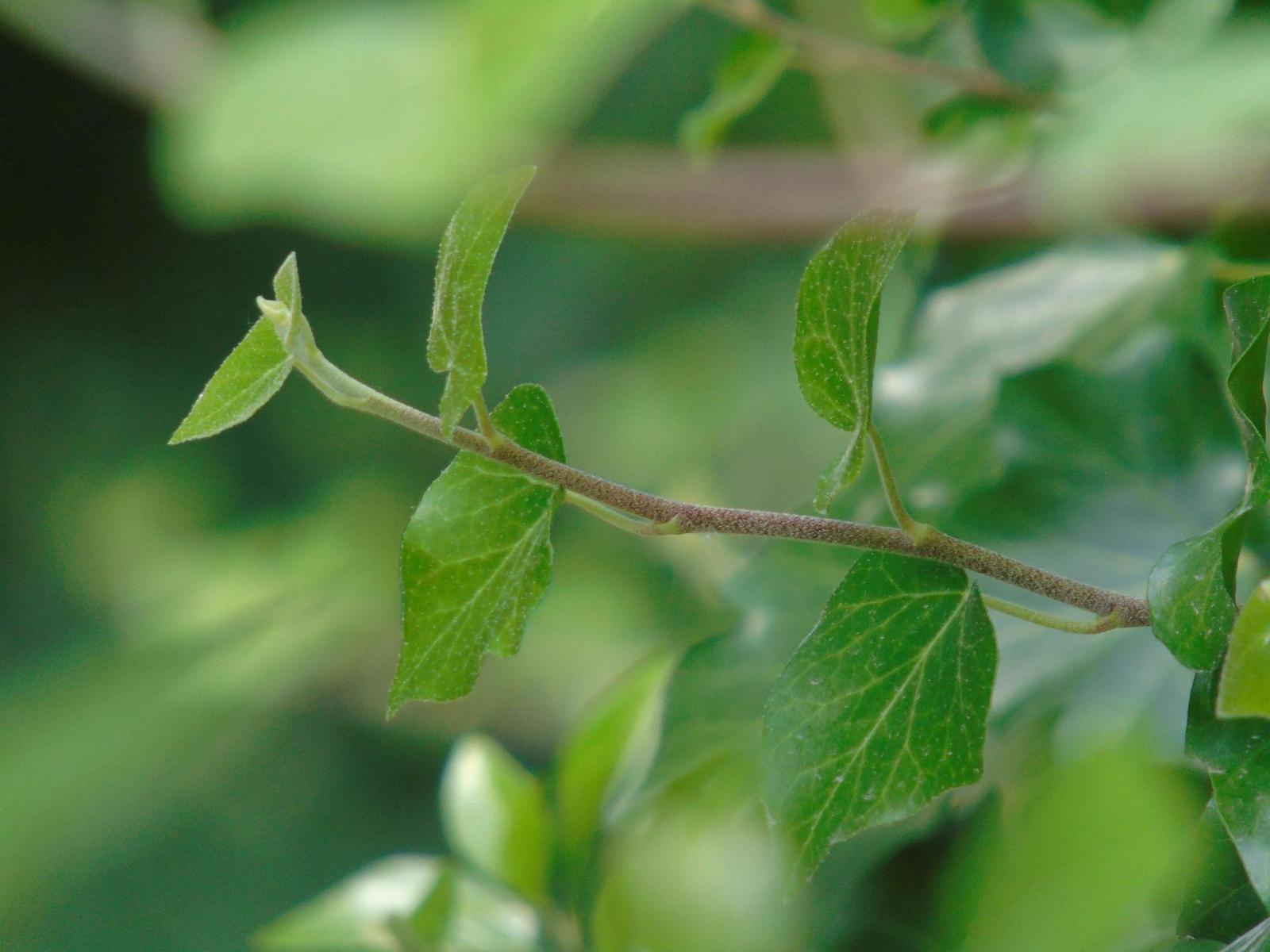 Sony Cyber-shot H400: nekonečný 63× zoom