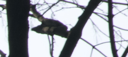 Nikon AF-S DX NIKKOR 16-85mm f/3.5-5.6G ED VR