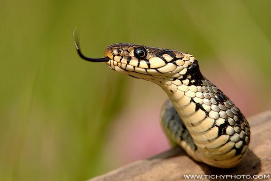 Tip Digimanie pro tento týden - Zvířata a krajinky Jaroslava Tichého
