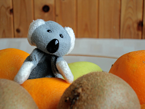 Fotíme s Koalou: Základy kompozice