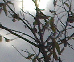 Nokia N86 8MP: s objektivem od profíka