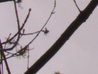 Fujifilm FinePix HS10: ultrazoom roku?