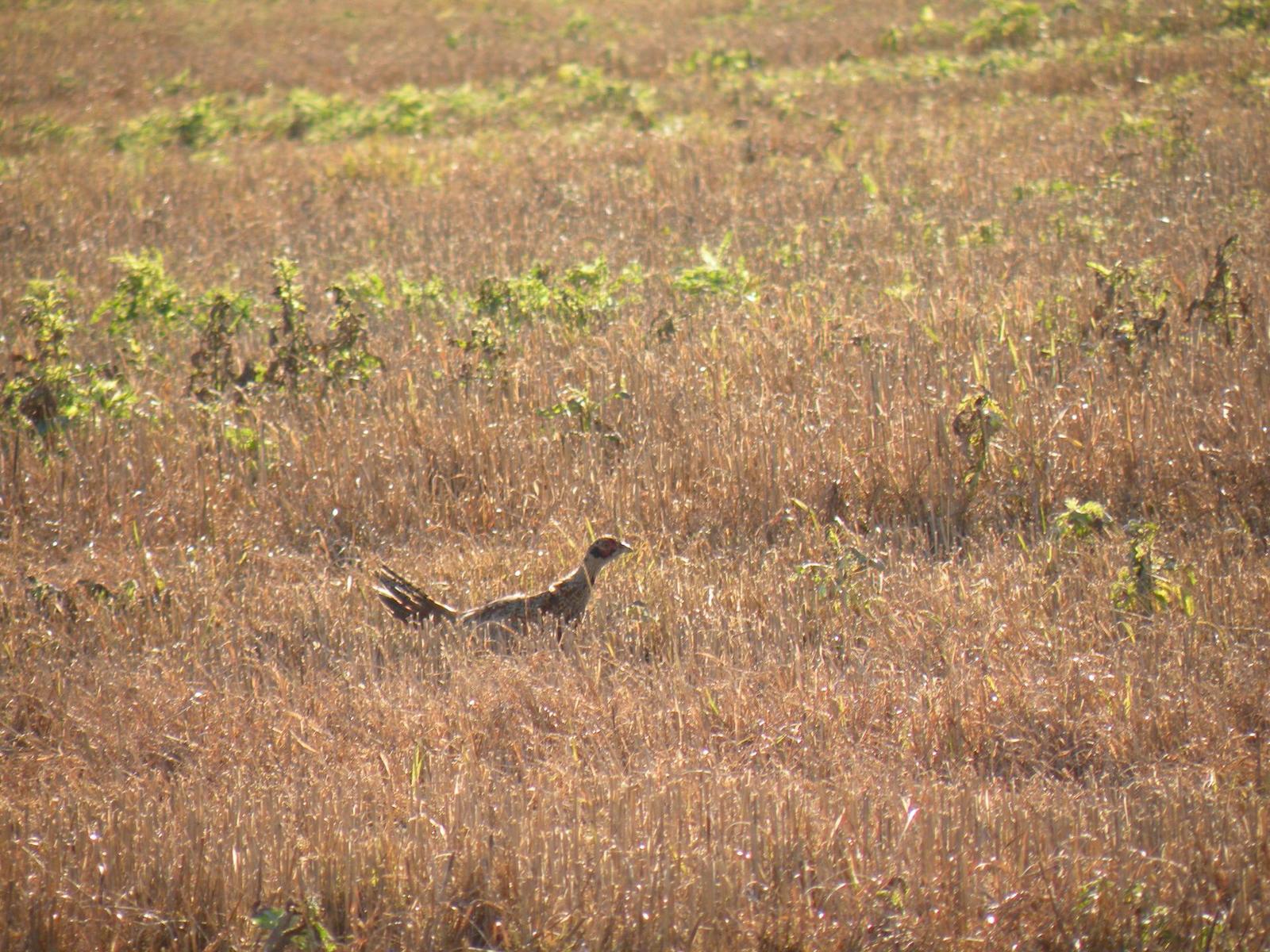 Nikon Coolpix P80: ultrazoom plný protikladů