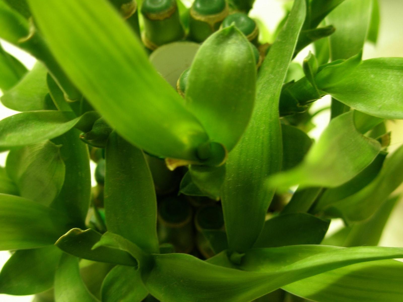 Velmi citlivé mjučko