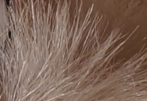 Sony NEX-6: pan dlouho očekávaný