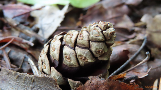 5 tipů pro lepší makro fotky kompaktem a ultrazoomem