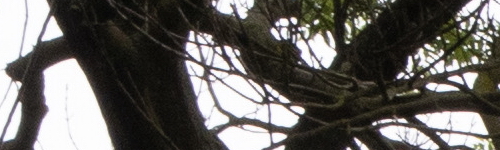 Canon RF 24-105mm f/4 L IS USM