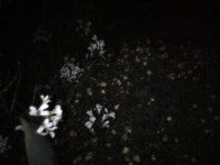 Téma pro tento měsíc - Jak fotí fotomobily, díl II.