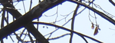 Megatest ultrazoomových objektivů