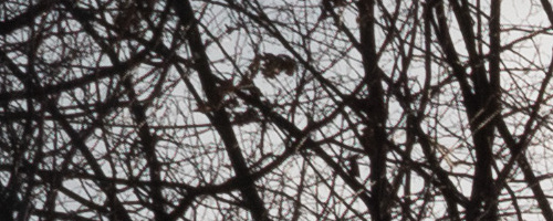 Panasonic Leica DG Vario-Summilux 10-25mm F1.7 ASPH.