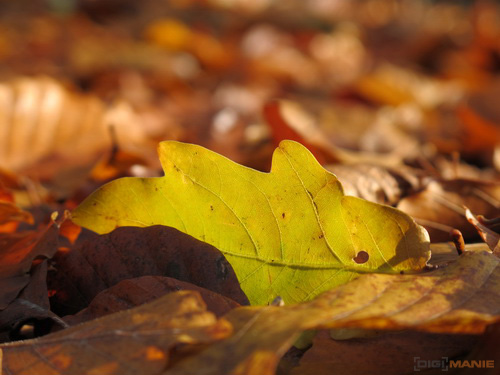 Canon PowerShot G11: géčko, o jakém jsme snili