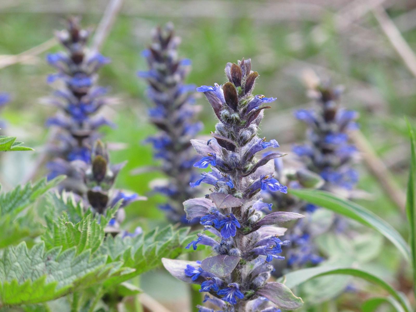 Canon PowerShot G12: legenda pokračuje