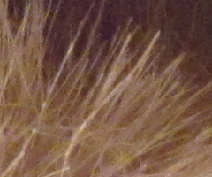 Canon PowerShot G11: géčko, o jakém jsme snili