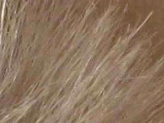 Canon PowerShot A800: šikula za pár stovek