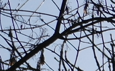 Samsung 60mm F2.8 Macro ED OIS SSA